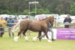 Class 50-57 - M&M Welsh Pony In Hand portfolio