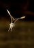 Barn Owl