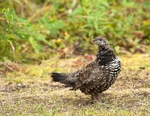 Spruce Grouse 177-2675