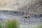 Red Deer