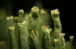 Cladonia, Parc yr Ocar