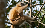 Golden Langur