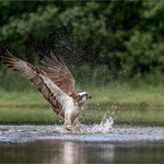 Osprey