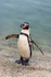Humboldt Penguin - DSC_3593