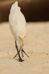 Cattle Egret eyes fixed on food, Espanola, Galapagos