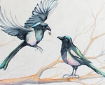 Magpie Chatter