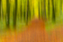 Into the Forest