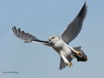Kite with prey