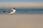 Laughing Gull low angle shot, Fort De Soto, Florida