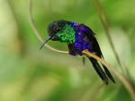 Violet-crowned Woodnymph craning neck, Pipeline Road, Panama