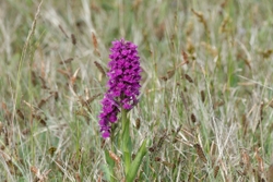 Fife_Marsh Orchid 0022
