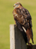 RED KITE 7