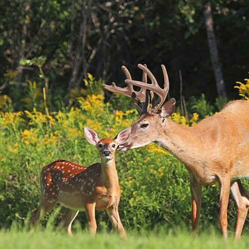 .. or so it seemed when a big buck jumped out of the woods and approached the rather frightened fawn.