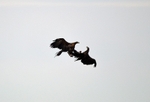 White-tailed Eagles