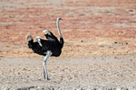 Ostrich