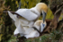 Gannets (Morus bassanus) mating