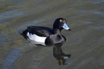 Tufted Duck