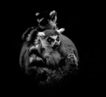 Ring Tailed Lemurs -RLP_8170