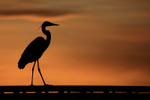 Great Blue Heron silhouette, Fort De Soto, Florida