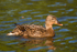Mallard