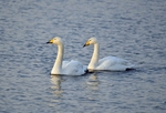 Whooper Swans