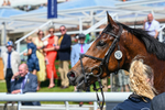 230526-Race 1-Lord Roxby-5884