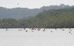African skimmers