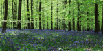 Bluebell Panorama