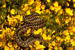 Adder - Beach along Suffolk Coast