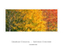 Autumn Colours