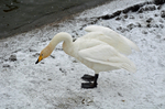 Whooper Swan