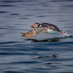 1st DPI puffin take off Dave Bolton