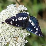 Southern White Admiral (Limenitis reducta)