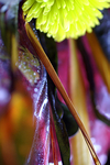 Flowers Set 12 - 16
