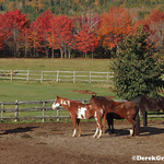 Season of Fire - Red Maples Horses New Brunswick Fall Foliage