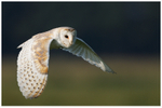 Close Encounter 