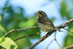 Purple Finch portfolio