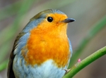 Robin