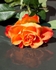 20110626-IMG_8801