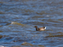 Dark-bellied Brent Goose