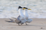 Breeding Pair 4