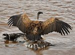 Griffon vulture
