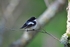 Pied Flycatcher