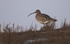 Curlew
