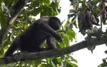 Lowland western gorilla (Jupiter group)