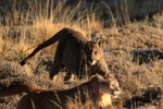 Puma Dark chases Puma Rupestre away from carcass (frame 4)