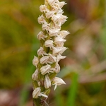 Dense-flowered orchid (Neotinea maculata also N. intacta)