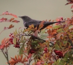 1st Winter Ring Ouzel