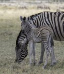 Zebra with young