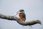 Kingfisher Alcedo Atthis051